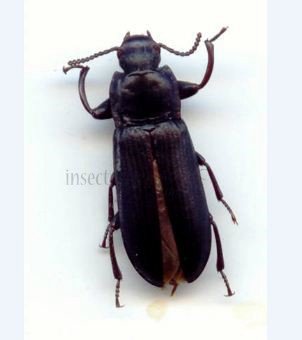Tenebrio obscurus