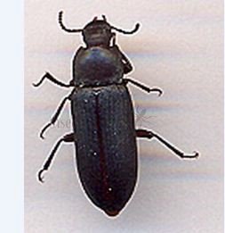 Tenebrio sp