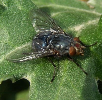 Calliphora vicina-13