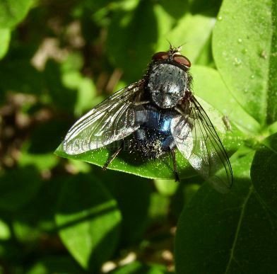 Calliphora vomitoria-7