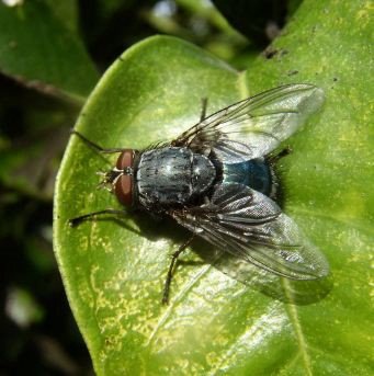 Calliphora vomitoria-4