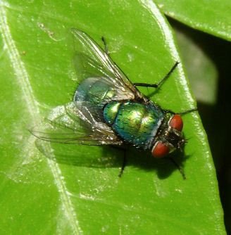 Gymnocheta sp