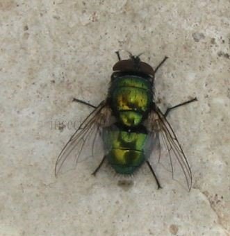 Lucilia bufonivora