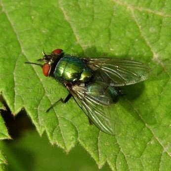 Lucilia illustris-5