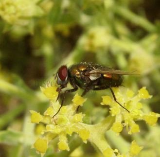 Lucilia pilosiventris-3