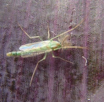 Chironomus axarus-3