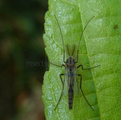 Chironomus decorus-1