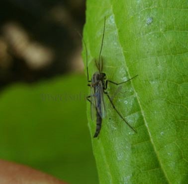 Chironomus decorus-2