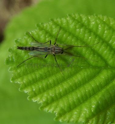 Chironomus decorus-3
