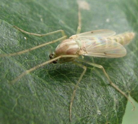 Chironomus sp-1