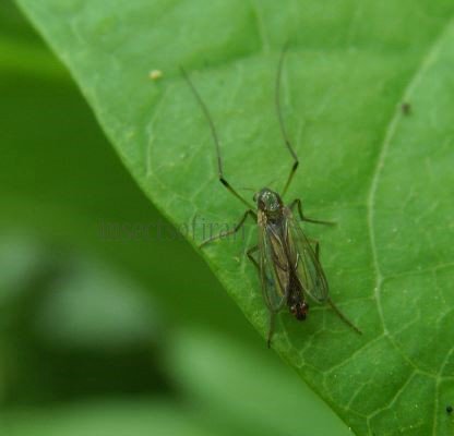 Chironomus stigmaterus