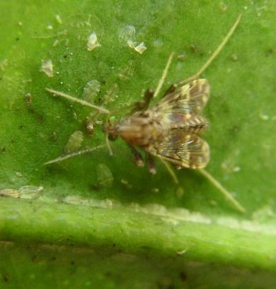 Psectrotanypus varius