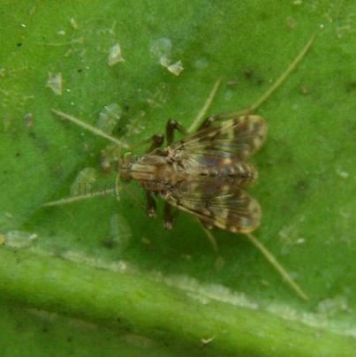 Psectrotanypus varius-2