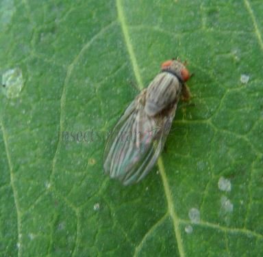 Minettia caesia-3