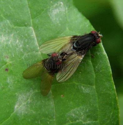 Minettia longipennis-1
