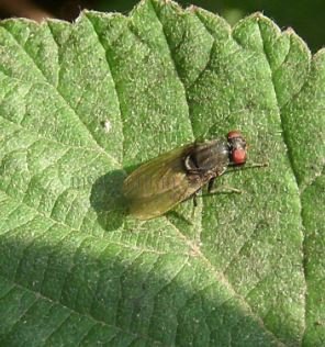 Minettia longipennis-2