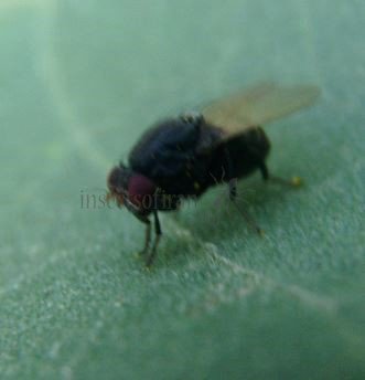 Minettia longipennis-3