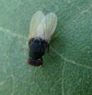 Minettia longipennis-4