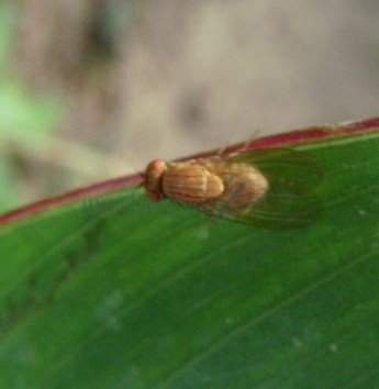 Pseudolyciella sp-1