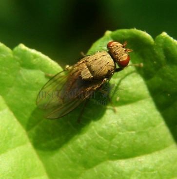 Pseudolyciella sp-2