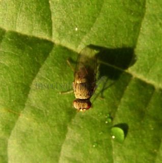 Pseudolyciella sp-3