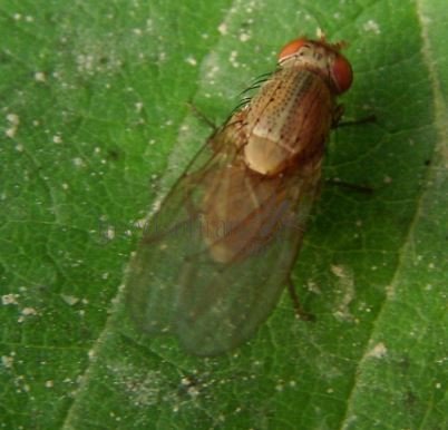 Pseudolyciella sp-4