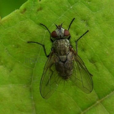 Sarcophagidae-3