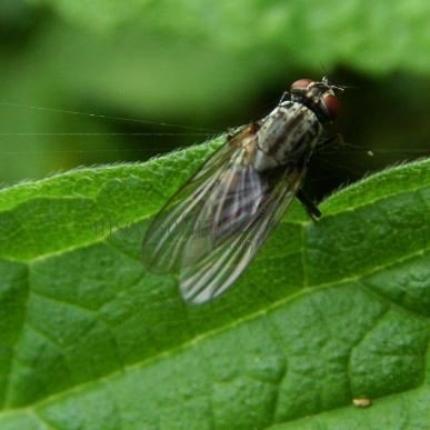 Sarcophagidae-5