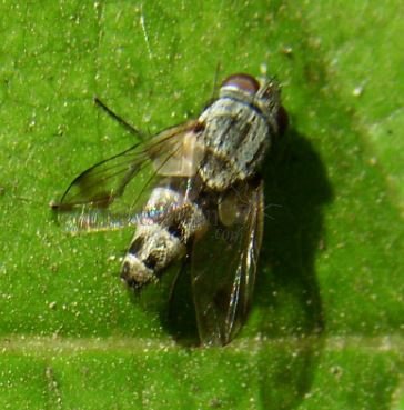Sarcophagidae-6