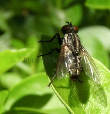 Sarcophagidae-7