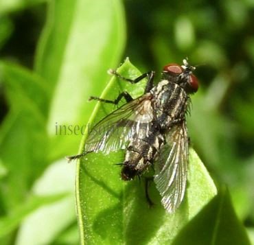 Sarcophagidae-7