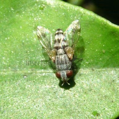 Miltogramma sp-8
