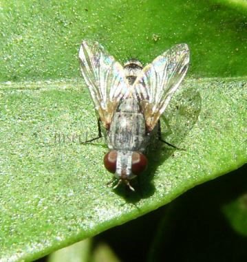 Miltogramma sp-9