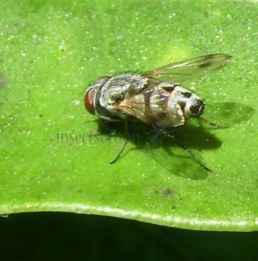 Miltogramma sp-10