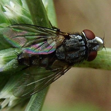 Miltogramma sp-2