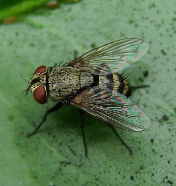 Miltogramma sp-4