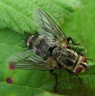 Miltogramma sp-5