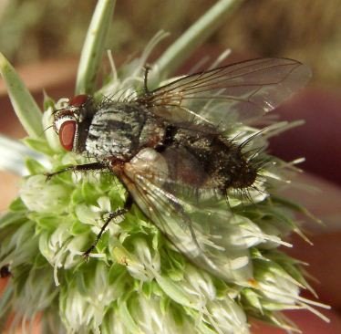 Miltogramma sp-7