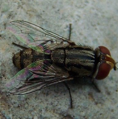 Miltogramma taeniata-1