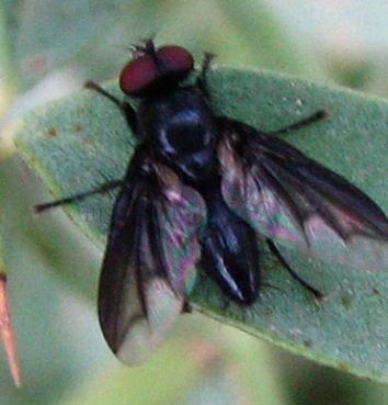 Nyctia halterata-1