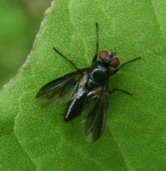 Nyctia halterata-2