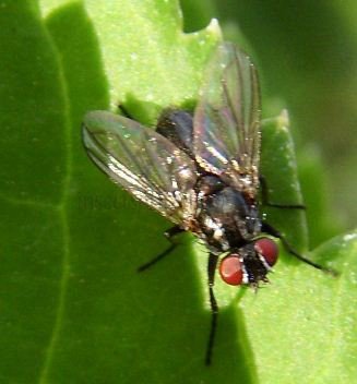 Nyctia halterata-3