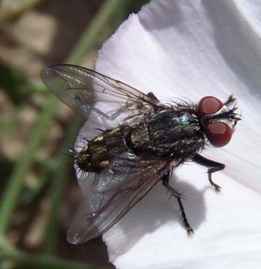 Oebalia cylindrica-1