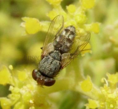 Protomiltogramma fasciata-1