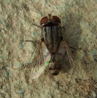 Protomiltogramma fasciata-2