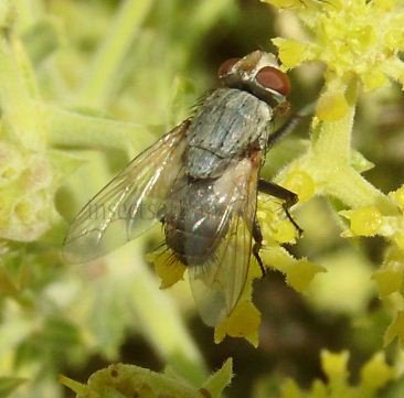 Pterella melanura