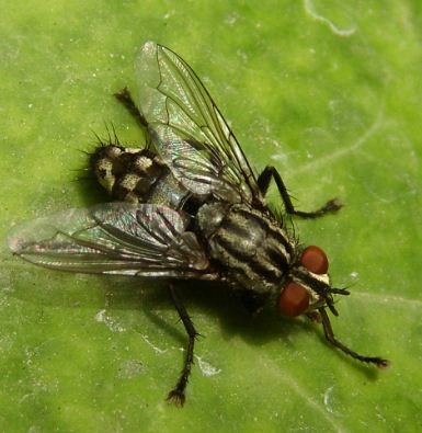 Sarcophag carnaria