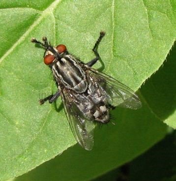 Sarcophaga  sp-1