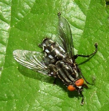 Sarcophaga carnaria 