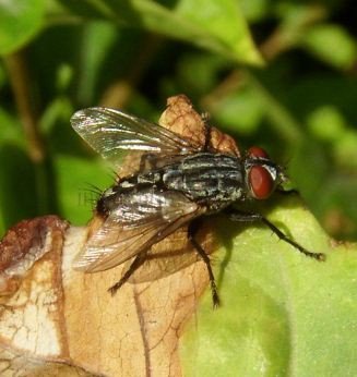Sarcophaga vagans-3